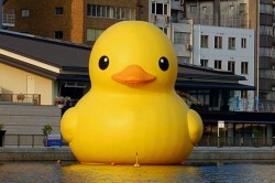 bubbleant:  randomanimosity:  (via warningdontreadthis) Luis!! =D!!!  Gian Rubber duck loves you :)  Awesome! I wants it!