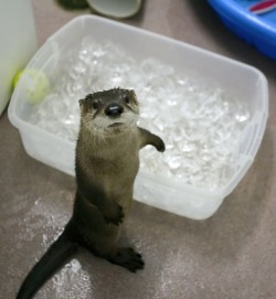 primroseeverdeen-:  forthesakeoftwo:  coriscanutella:  justjessxrc:   BABY OTTER!  (via gatekeeper)    #look Frannie your patronus 