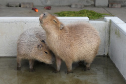 inflightradio:  fuckyeahcapybara:  that is probably a beautiful sound it’s making  