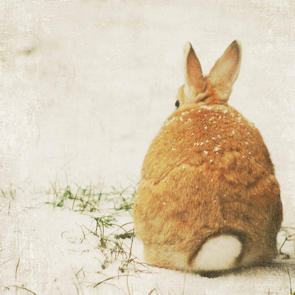 tweexcore:  dailybunny: Via   I want a bunny so bad!