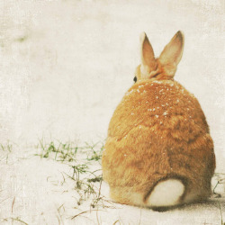 tweexcore:  dailybunny: Via   I want a