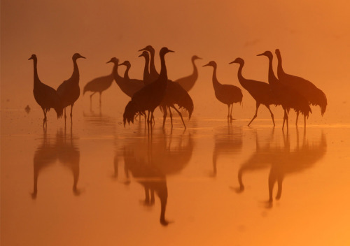 A group of Common Cranes gather in dawn light, on their night-roost on a lake in the German state of