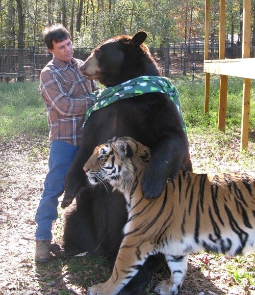 zaiga:  matakimika:  otsune:  pcatan:  futureisfailed:  kagurazakaundergroundresistance:  gkojax:  yaruo:  yukko:   778:   urone:   tokori:  remblr:  Lions and tigers and bears, oh my! The Jungle Book predators who have forged a lifelong friendship |