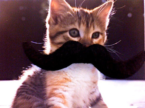 “I cannot see you through my large mustache.”