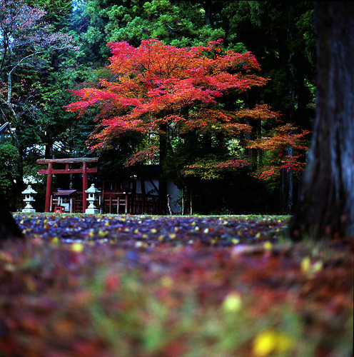 nwashy:  glasslipids:  ibi-s:  ganko-oyazi:  noriichi:  cocokashi-co:  classics: