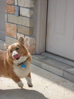 One day….corgi you will be mine.