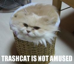 Via Lolcats Oh trashcat, you slay me.