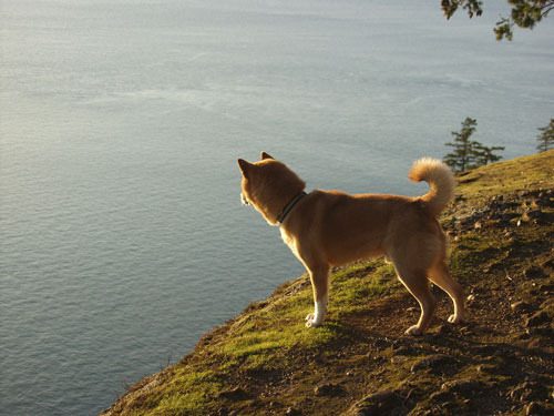 fuckyeahshibainu: koda-on-the-bluff (via Island Vittles)