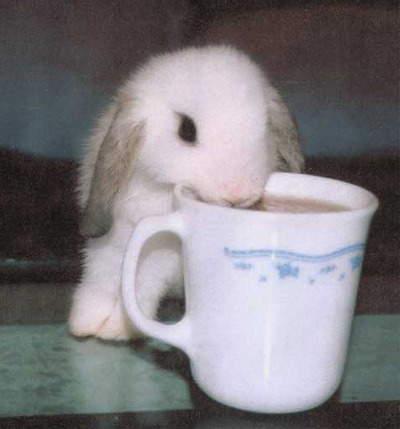 Cute bunnies in cups