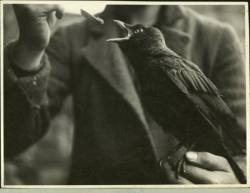 liquidnight:  Spoon-feeding a juvenile crow,