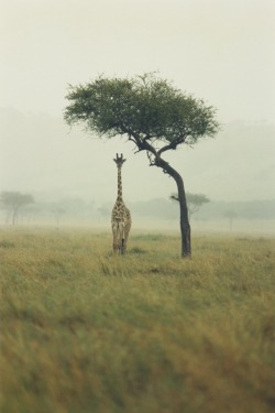 allthatshines:  fukuku3:  tkmaki:  j-p-g:  giraffe (via lensberry)    