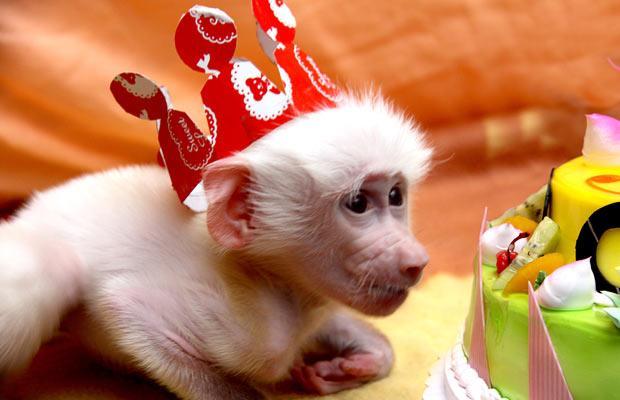 allcreatures:
“ The first albino baboon in China receives a 100-day celebration cake at Yancheng Wild Zoo in Changzhou, Jiangsu Province. via telegraph uk
”
GOOD GRACIOUS allcreatures is a veritable Noah’s Ark of adorable animals.