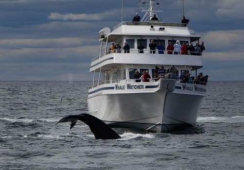 Whale Watching | watchThisspace