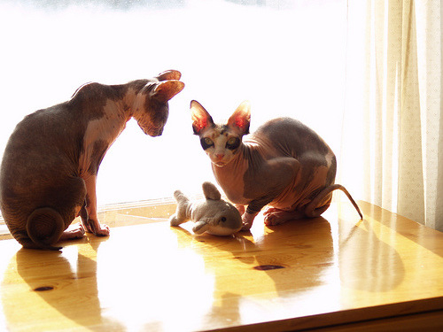nivag:  your daily sphynx  Ahhh I want naked kitties with cute cat toysss.