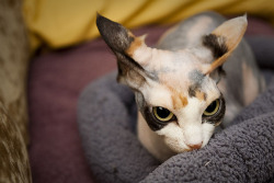 nivag:  your daily sphynx  I need a sphynx