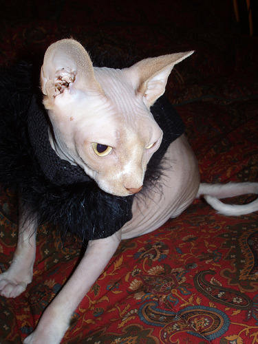 nivag:   your daily sphynx   Okay, it’s final, my cat will have a fabulous, feathery sweater like this.