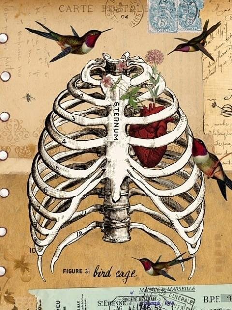 houseofnonsense:Ribcage.