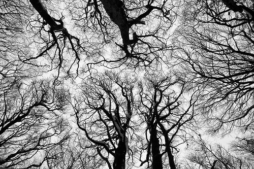 treetop (via N A B A Z)