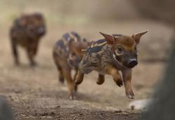 lickystickypickyme:  A Red River Hog piglet race.via