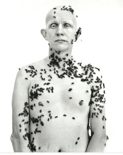 Ronald Fischer, beekeeper, Davis, California, May 9, 1981Richard Avedon