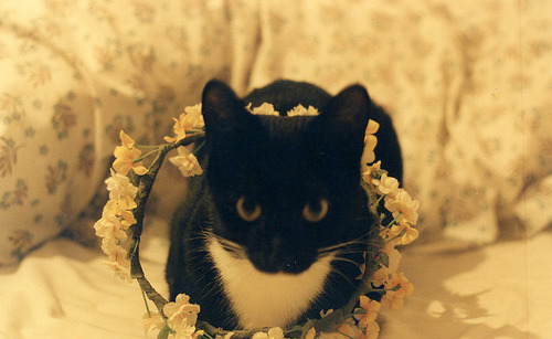 merricat:  (via lyndsay buchanan) 