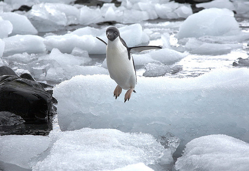 Penguins can’t fly! (via nick_russill)