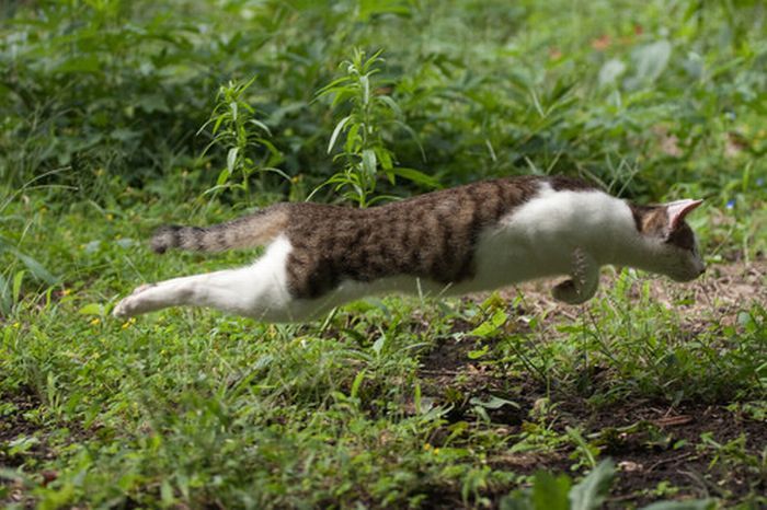 petapeta:
“noshirocket:
“fmfy:
“yungsang:
“cubera:
“necotower:
“meinekatze:
“ prostata:
“ caturday:
“ Flying cat
” ”