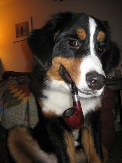 This guy has a 3D wooden puzzle in his roll top desk next to his pipe tobacco that you can try to solve next time you come to visit. maybe you can help with the VCR too.
(this dog is your grandfather)