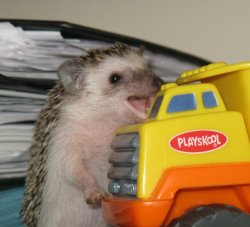 thedailywhat:   Happy hedgehog is happy. [reddit.]   This hedgehog gave me just as much glee as that truck gave him.