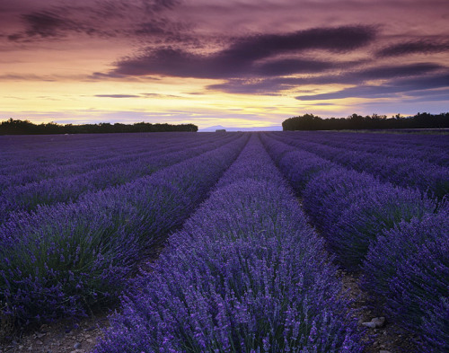 Valensole, Provence, France, Europe© Ian Cameron