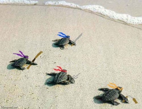 juliasegal:  TMNT 