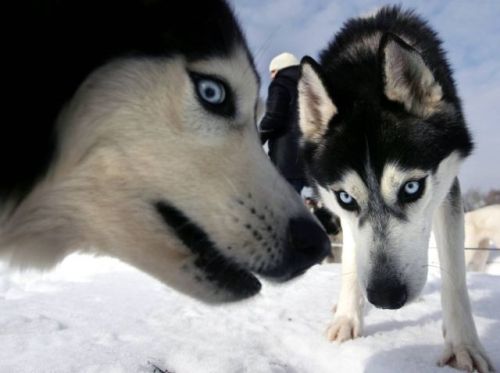 stringsofthestringsoflife: dannnao:  spx808:  hamtan:  Best Animal Pictures for 2009 According to MS