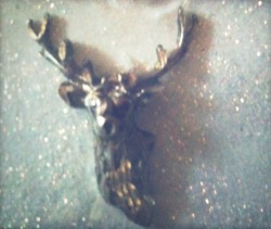 schouler:  bunnymitford:  deer pin from Topher