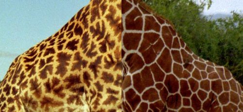 proofmathisbeautiful:un:polygonic voronoi patterns in nature:Giraffes Masai with its irregular patte