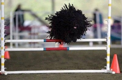 theanimalblog:
“ lickystickypickyme:
“ This is a living dog.
A puli.
gawd.
” ”