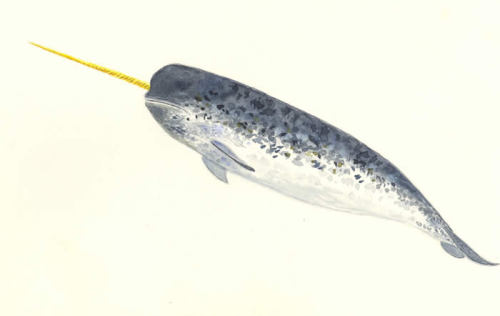 warhol-dreams:  likespancakes:  (via papertissue)    fishy unicorn! (i.e narwhal) . - .