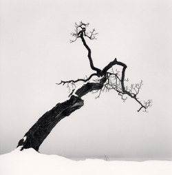 Unrealityblackandwhite:  Goodmemory:  Yama-Bato:   Michael Kenna Kussharo Lake Tree,