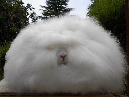 tulletulle:  the ANGORA RABBIT is fucking AWESOME   it&rsquo;s like a cloud