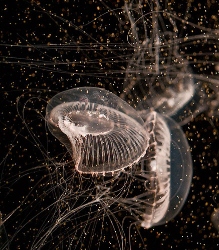 theanimalblog:kari-shma:Moon jelly at Aquarium of the Pacific, Long Beach, CA (via Celeste M)