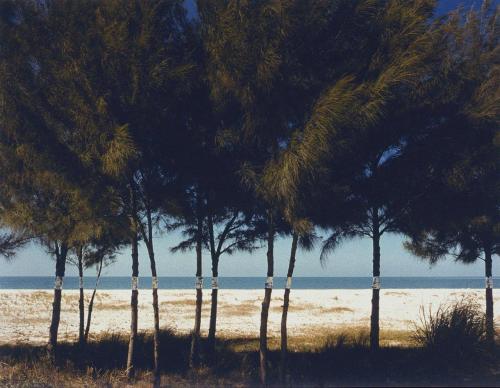 Australian Pines, Fort DeSoto, Florida photo by John Pfahl, 1977