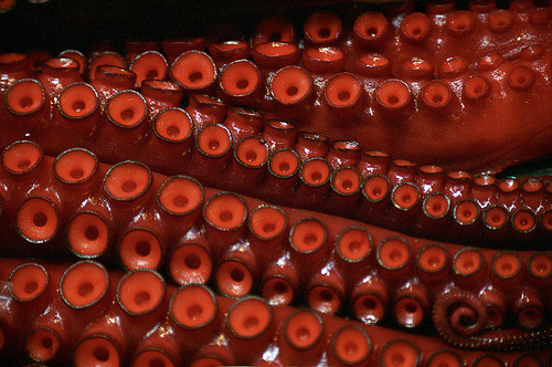 Tentacles, Tsukiji Fish Market, Tokyo (via jayquick70)