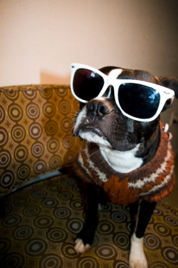 hipsterpuppies:   popeye insists he doesn’t