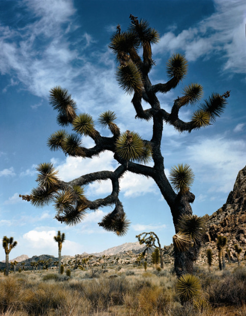 In Joshua Tree National Park © Ansel Adams/The Trustees of the Ansel Adams Publishing Rights Trust/C