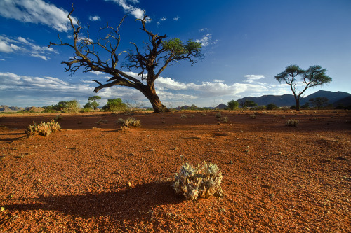 Nabib Desert, Namibia © Patrick Di Fruscia
