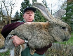 casey887:  matty1987:  I want one of these as a pet!  HOLY FUCKING RABBIT SHIT!! THAT’S HUGE!  Haha I know!!! I fucking want one!  It&rsquo;s ginormous! Apparently they are bred for food in Germany&hellip;