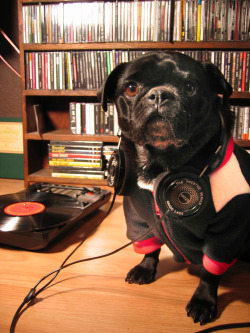 hipsterpuppies:   barney is more concerned with “dynamic range compression” and “the loudness wars” than the fact that he has shitty taste in music [photo via alison w]  
