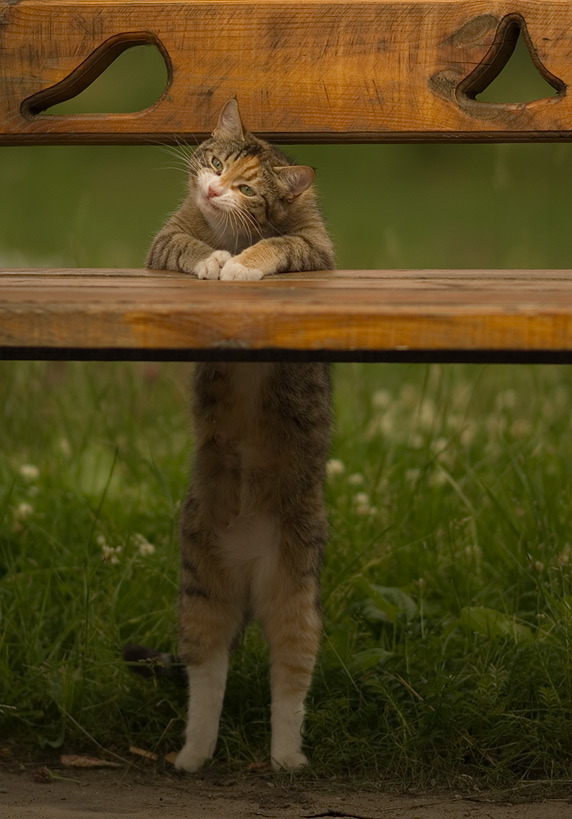 jhonatanms:  whathahellamidoinghere:  fuckyeahfelines:  theanimalblog / Tatyana Pleshkova