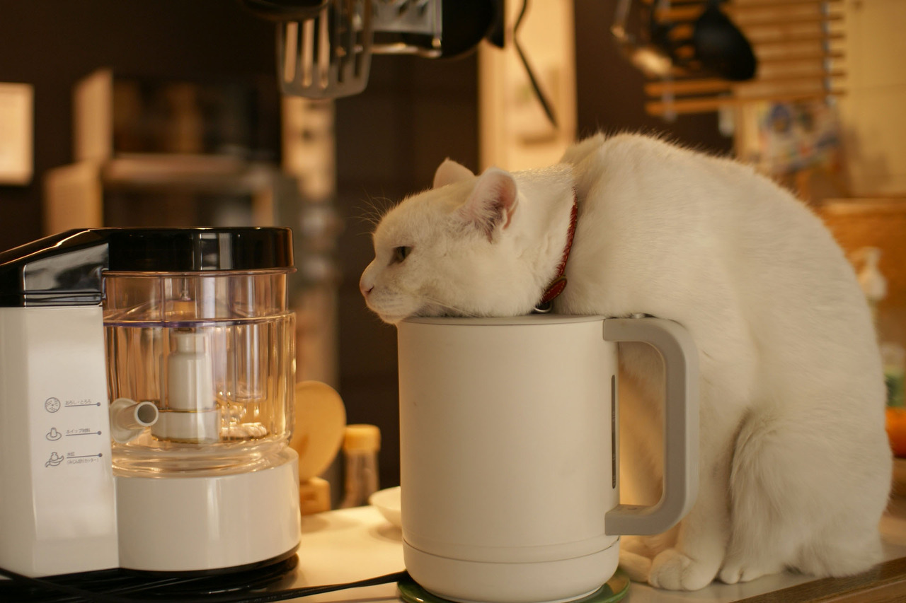 hkdmz:  pedalfar:  2/14 猫はポットで丸くなる (by azukibean*)(via pedalfar)