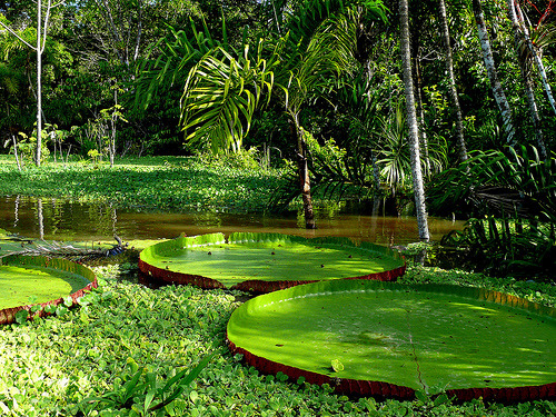 Giant Lilly Pads In The Amazon Rain Forest (via Butch Osborne (Back Soon))