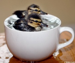 ampll:  yuria:  Ducks in a cup, birds, ducks